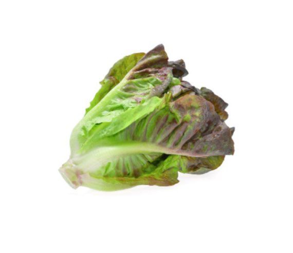 buy red romaine lettuce in lahore karachi islamabad pakistan