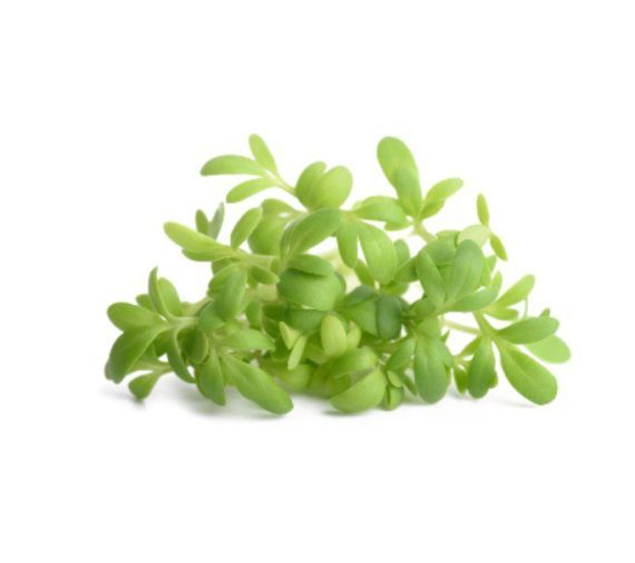 Garden Cress