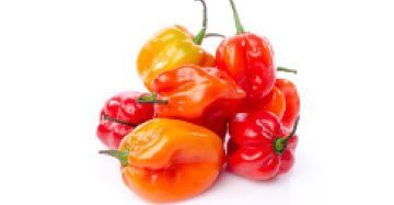 Habanero Pepper