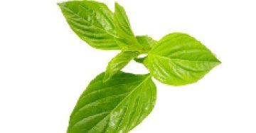 Licorice Basil