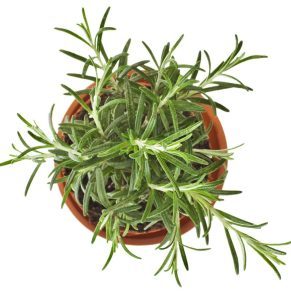 Rosemary