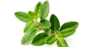 Thyme