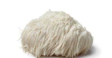 Lion's mane Mushroom