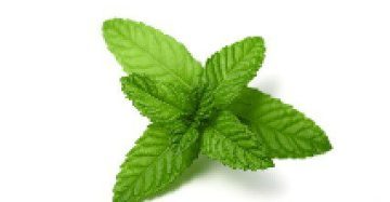 Peppermint