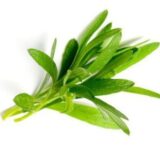 Tarragon