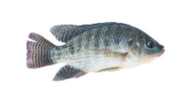 Tilapia