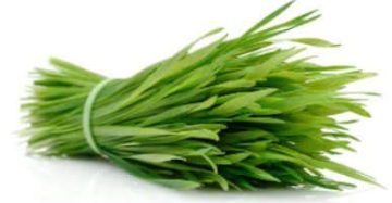 organic wheatgrass
