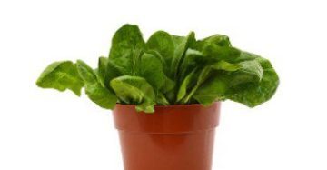 Baby Spinach