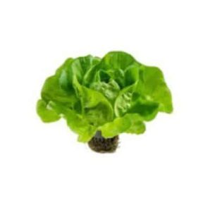 buttercrunch lettuce