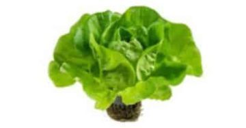 buttercrunch lettuce
