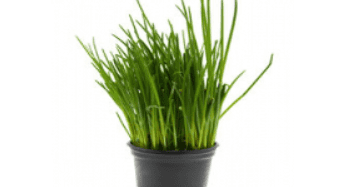 Chives