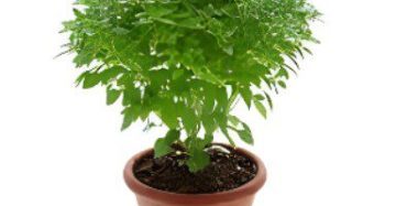 Compacto Basil