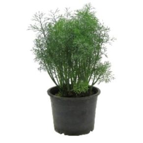 Buy Dill Plant in Lahore, Karachi, Islamabad and in Pakistan.