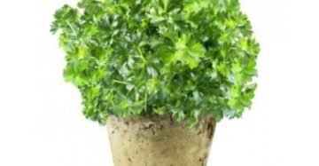 Flat Parsley
