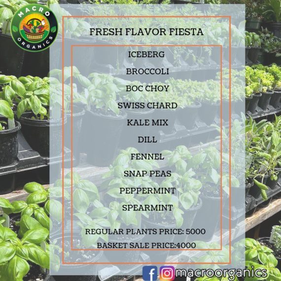 Fresh Flavor Fiesta