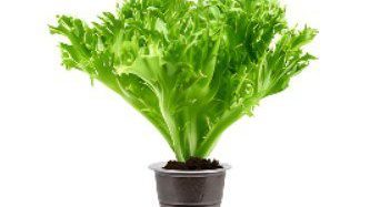 Frisee Lettuce