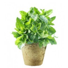 Fresh Mint Plants are available for delivery to Lahore, Karachi, Islamabad and in Pakistan.