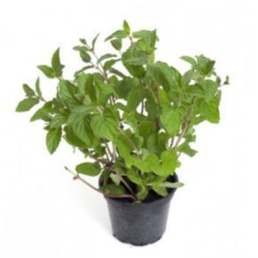 Premium quality Peppermint plant is available for delivery in Lahore, Karachi, Islamabad and in Pakistan.