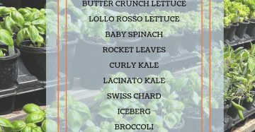 Salad Delight