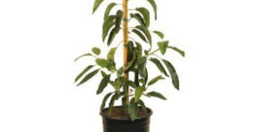 Buy Exotic Avocado Plants in Lahore, Karachi, Islamabad and in Pakistan.
