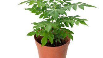 Curry Leaf
