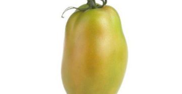 fresh tomato lahore karachi islamabad pakistan