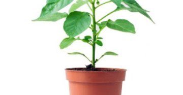 Buy plants in Lahore