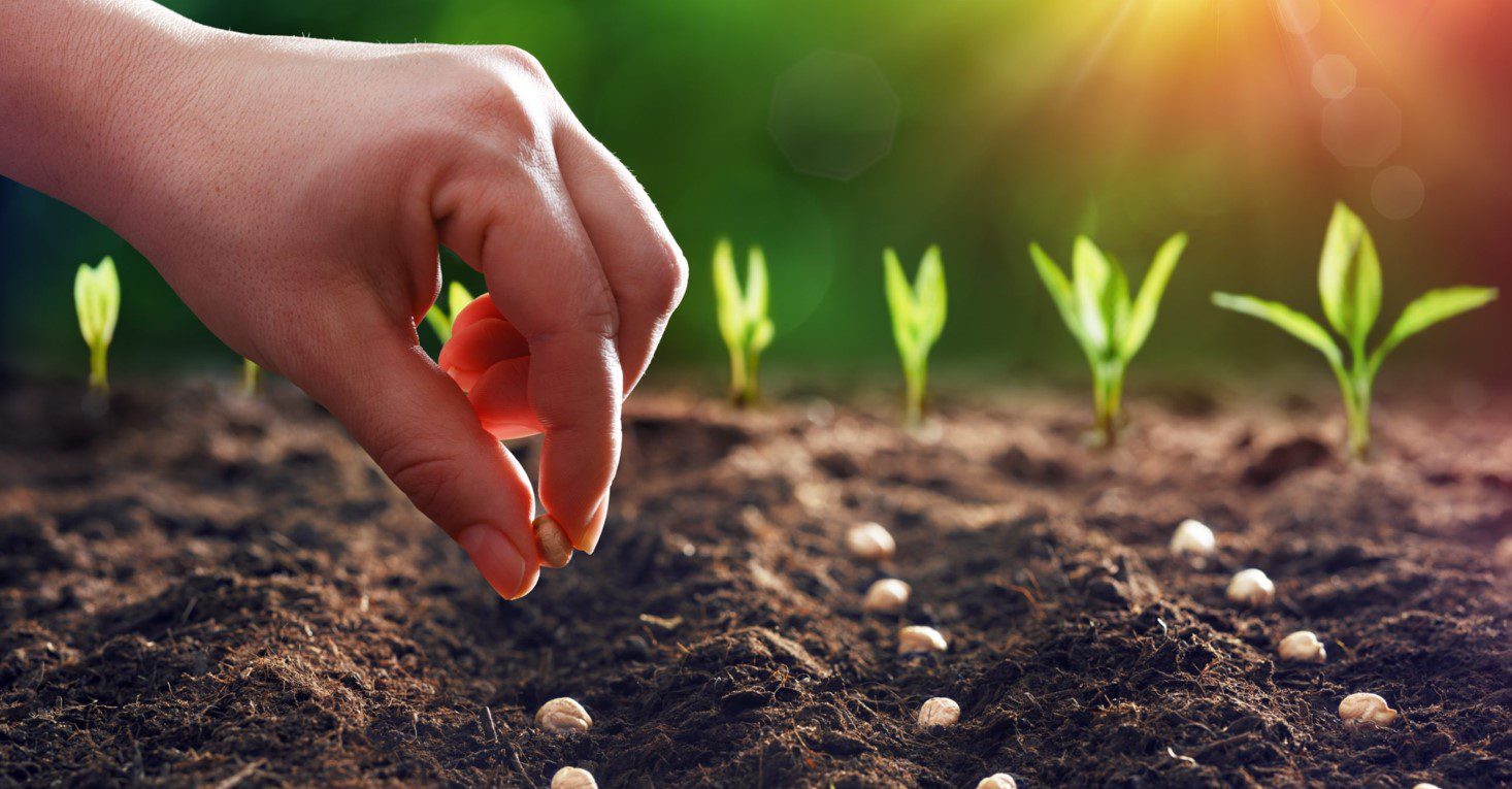 Buy Vegetable Seeds in Lahore, Karachi, Islamabad and in Pakistan.