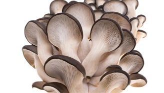 Blue Oyster Mushroom