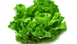 Buy Green Lettuce in Lahore, Karachi, Islamabad, Sialkot, Gujranwala, Gujrat and in Pakistan.