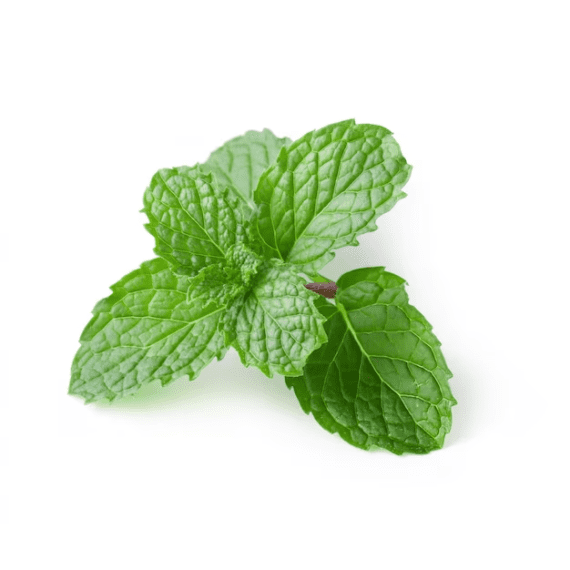 Fresh Mint available in Lahore, Karachi, Islamabad and in Pakistan.